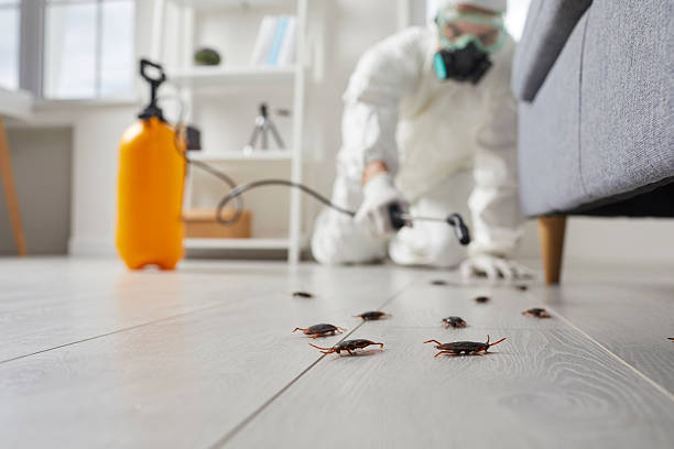 Commercial Kitchen Cockroach Control in WaKeeney